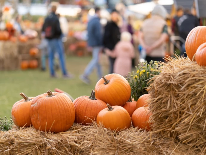 Herbstllich dekorierte Kürbisse auf Strohballen, im Hintergrund Menschen