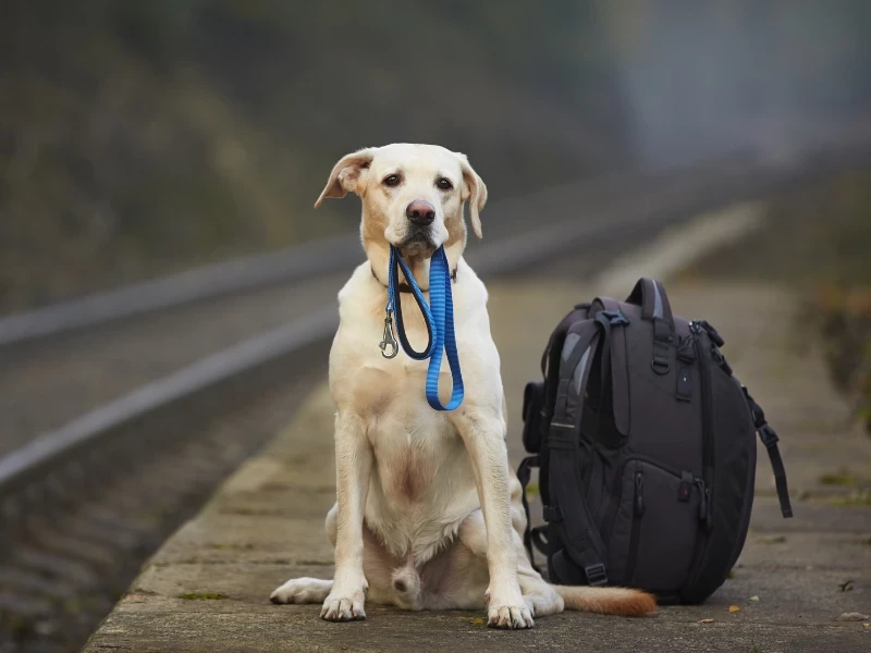 Hund sitzt mit Leine im Maul am Bahnsteig