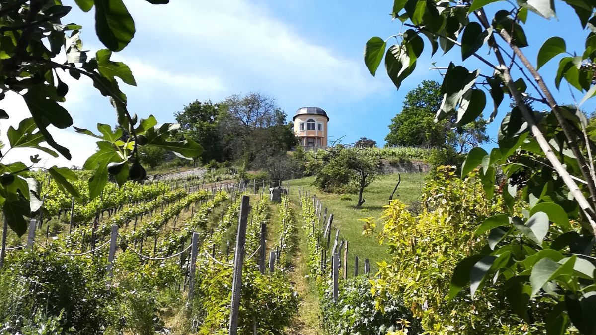 Blick zum Weinberg