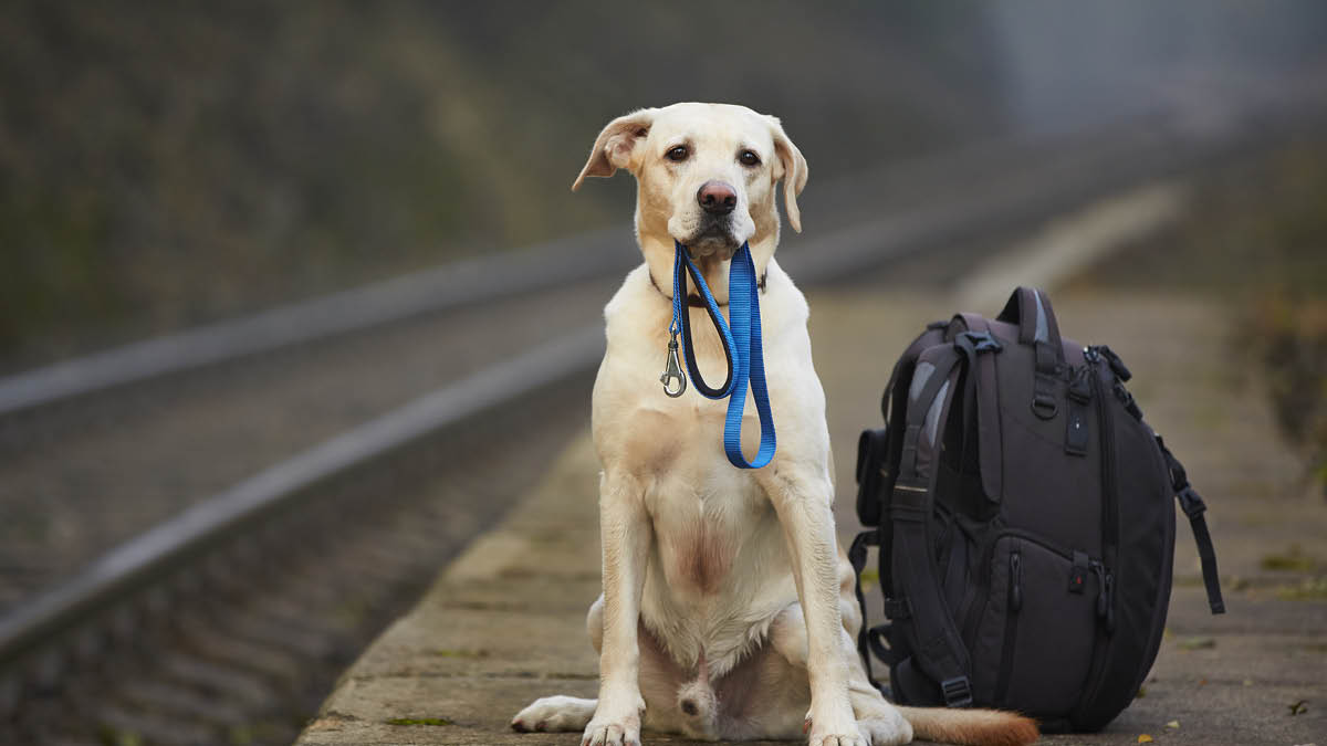 hund Bahnsteig Rucksack