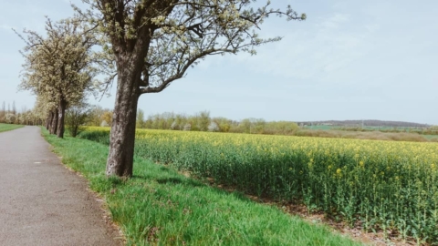 Feldweg außerhalb Grimmas, mit Rapsfeld
